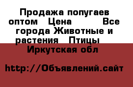 Продажа попугаев оптом › Цена ­ 500 - Все города Животные и растения » Птицы   . Иркутская обл.